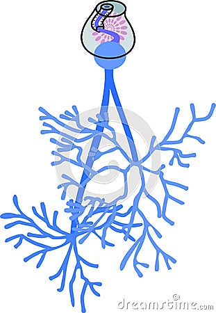 Structure of male reproductive system of Sheep liver fluke Fasciola hepatica Vector Illustration